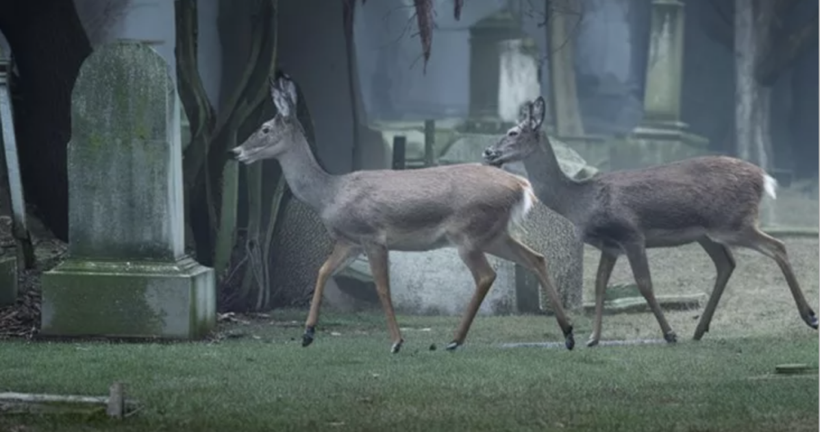 Fulda. Caccia ai cervi nel cimitero.