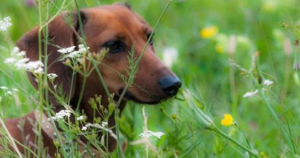 Treviso. Affida il cane alla Dog Sitter e lei lo restituisce in un’urna cineraria.