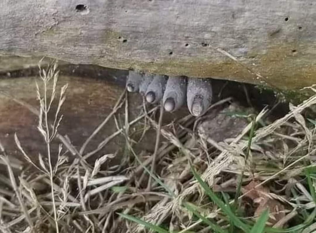 Lo Xylaria Polymorpha: misterioso fungo noto come “Dita dell’Uomo Morto”.